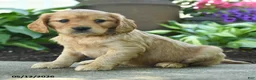 Miniature Golden Retriever dogs for sale: Fluffy - Ad 1