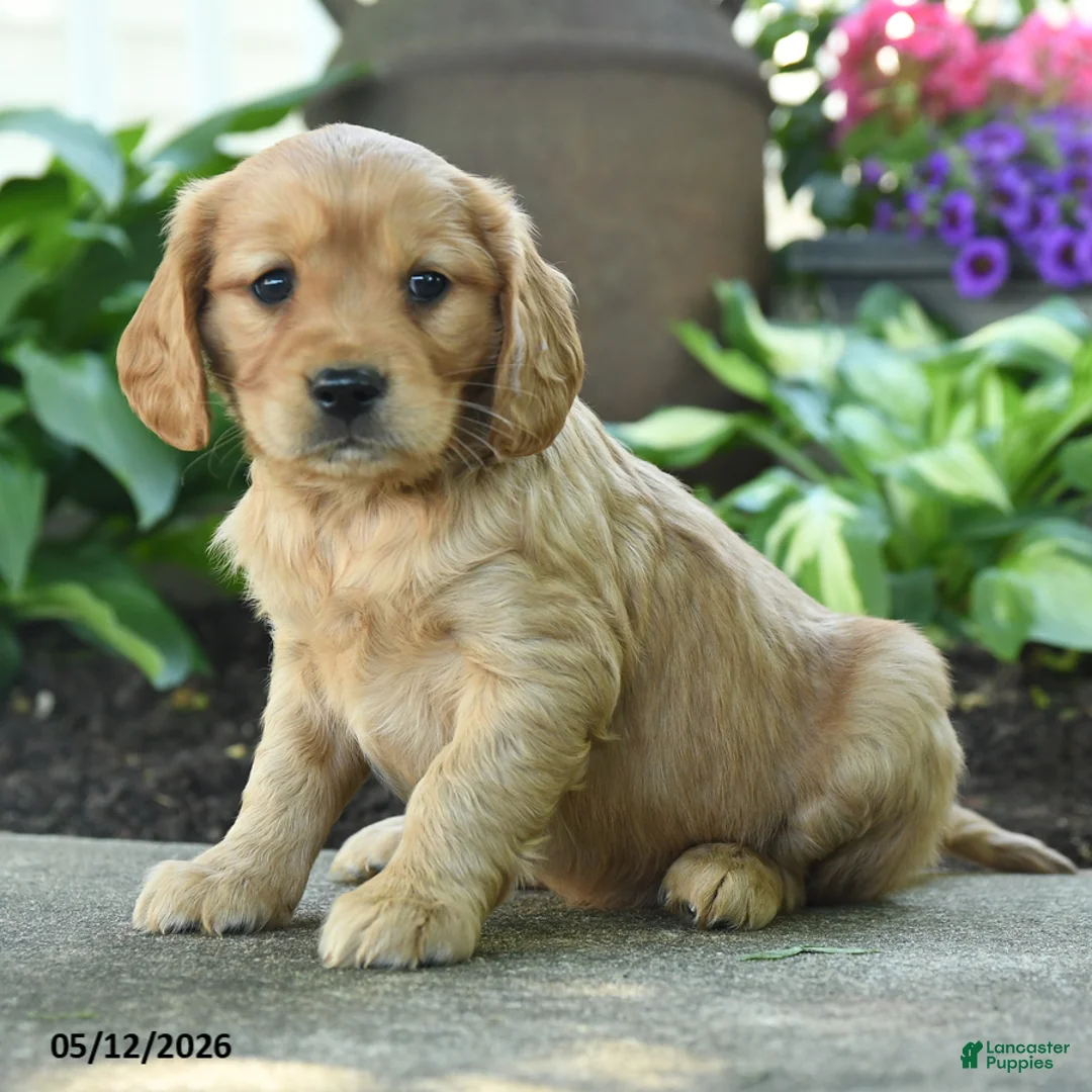 Miniature Golden Retriever dogs for sale: Fluffy - Ad 1
