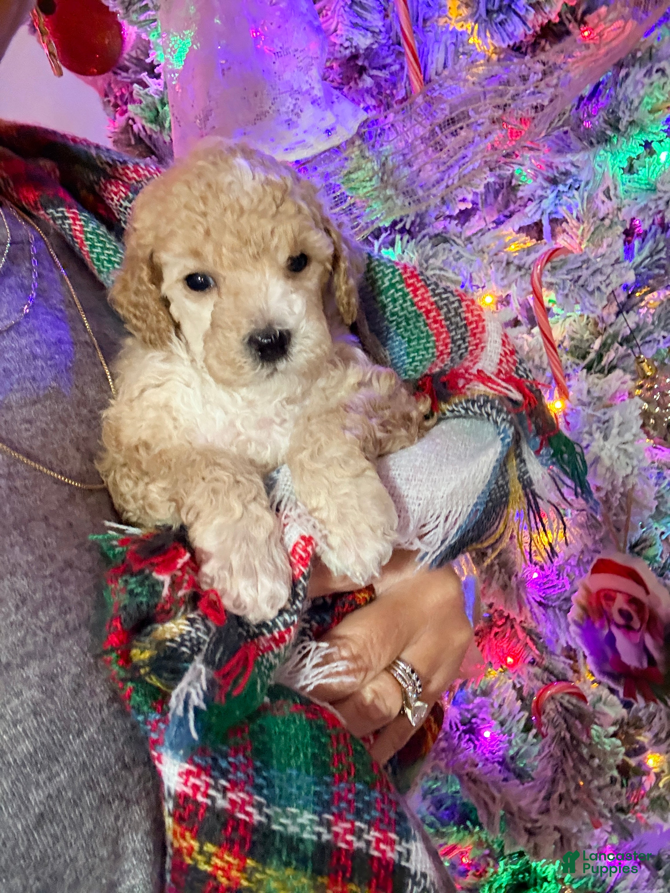 Toy Poodle dogs Nicholas - Ad 24