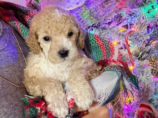 Toy Poodle dogs Nicholas - Ad 20