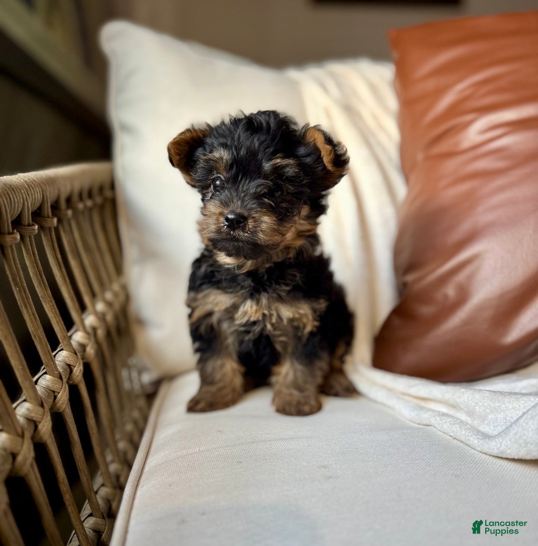 Yorkiepoo dogs for sale: Benson - Ad 6