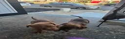 American Bully dogs for sale: American Bully 1 - Ad 4