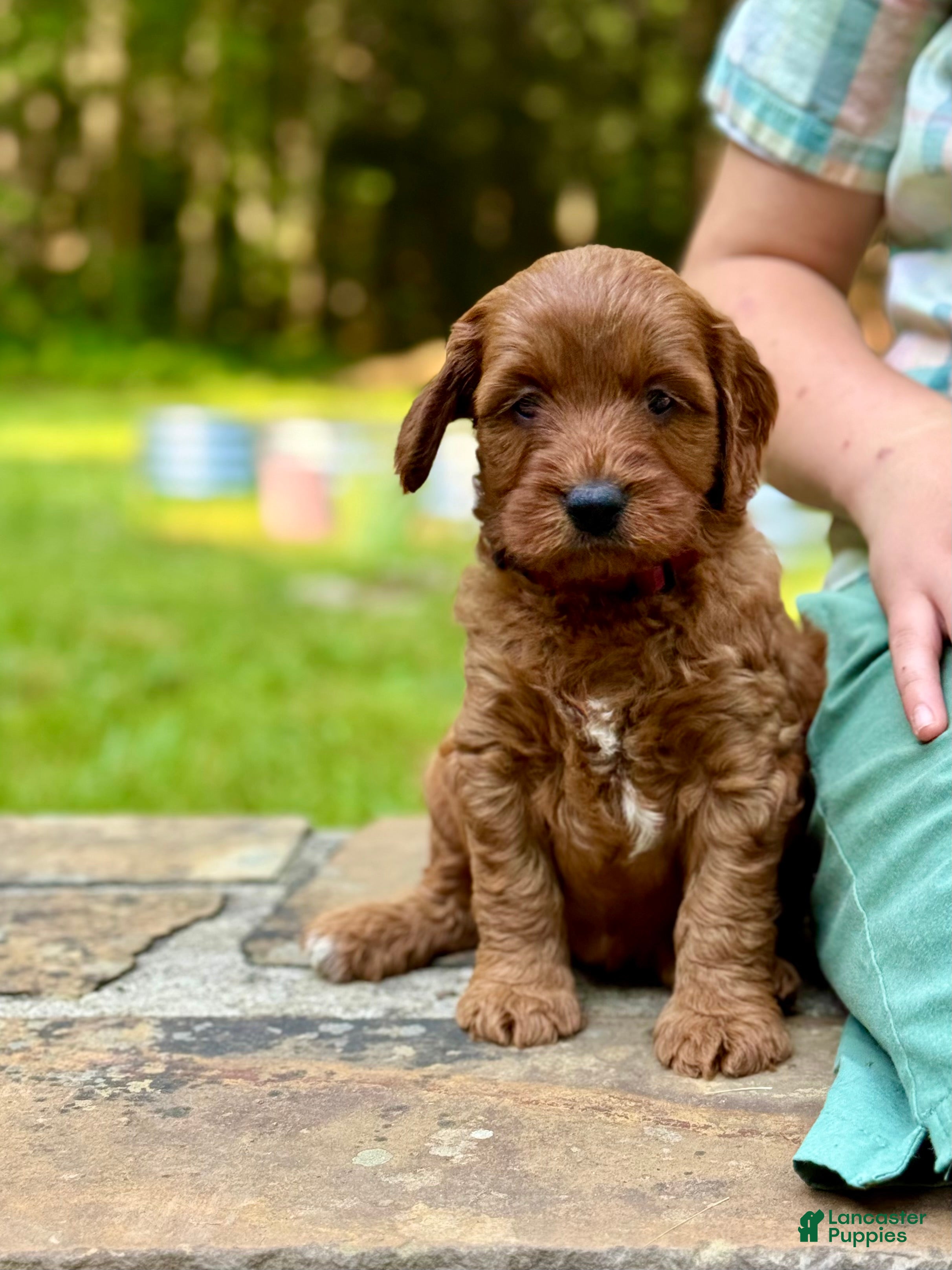 Mini Goldendoodle dogs Daisy - F1b mini girl - Ad 2