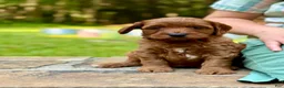 Mini Goldendoodle dogs for sale: Daisy - F1b mini girl - Ad 2