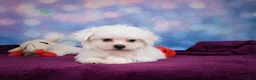 Maltese dogs for sale: ROSIE - Ad 10