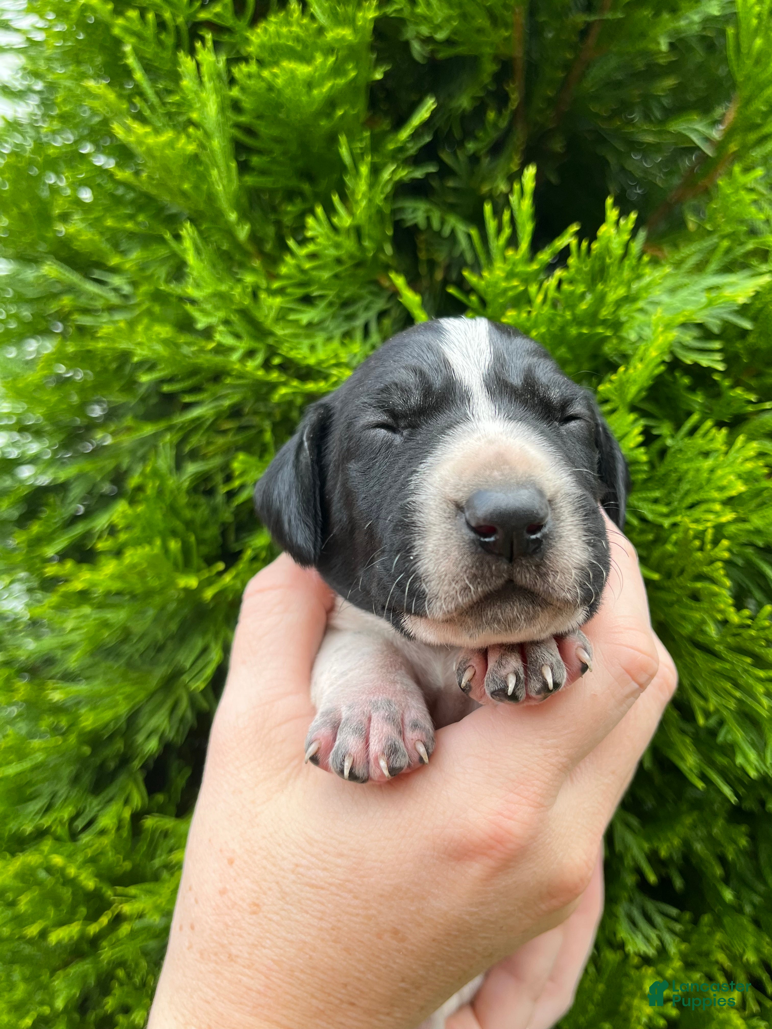 German Shorthaired Pointer dogs German Shorthaired Pointer (MALE C) - Ad 1