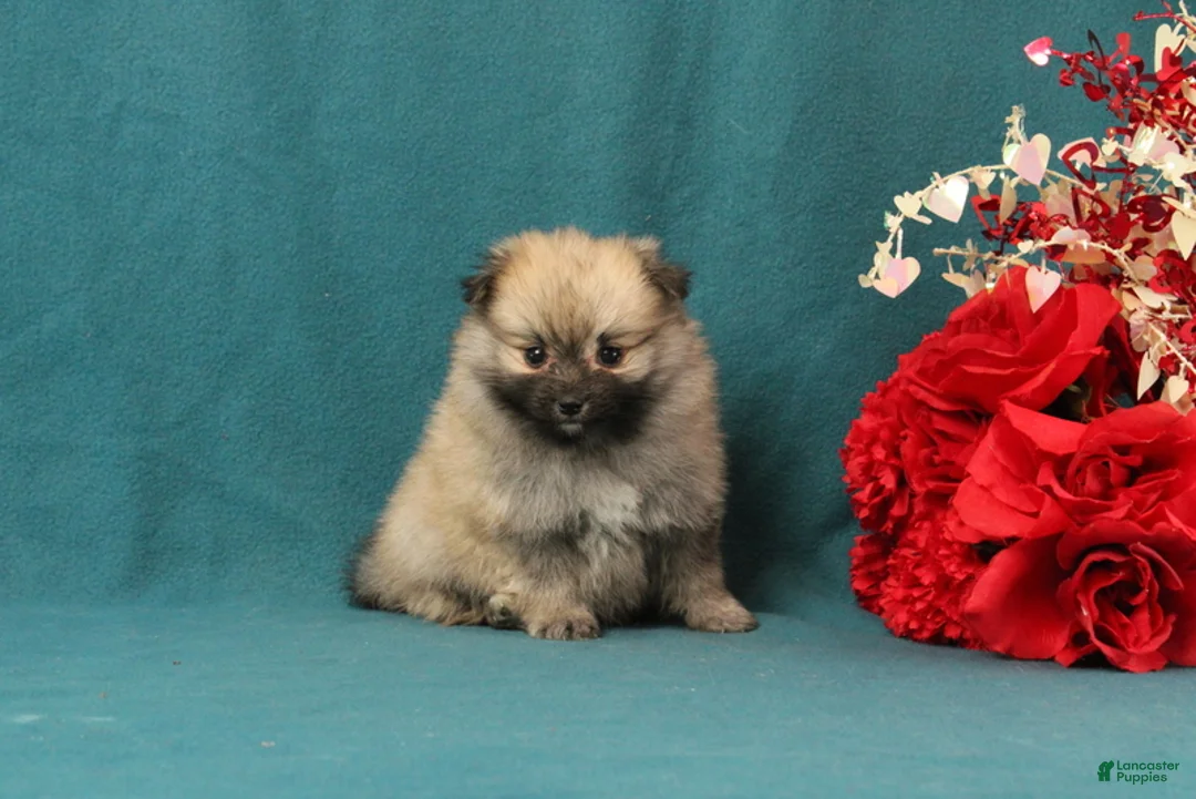 Pomeranian dogs for sale: Veronica - Ad 1