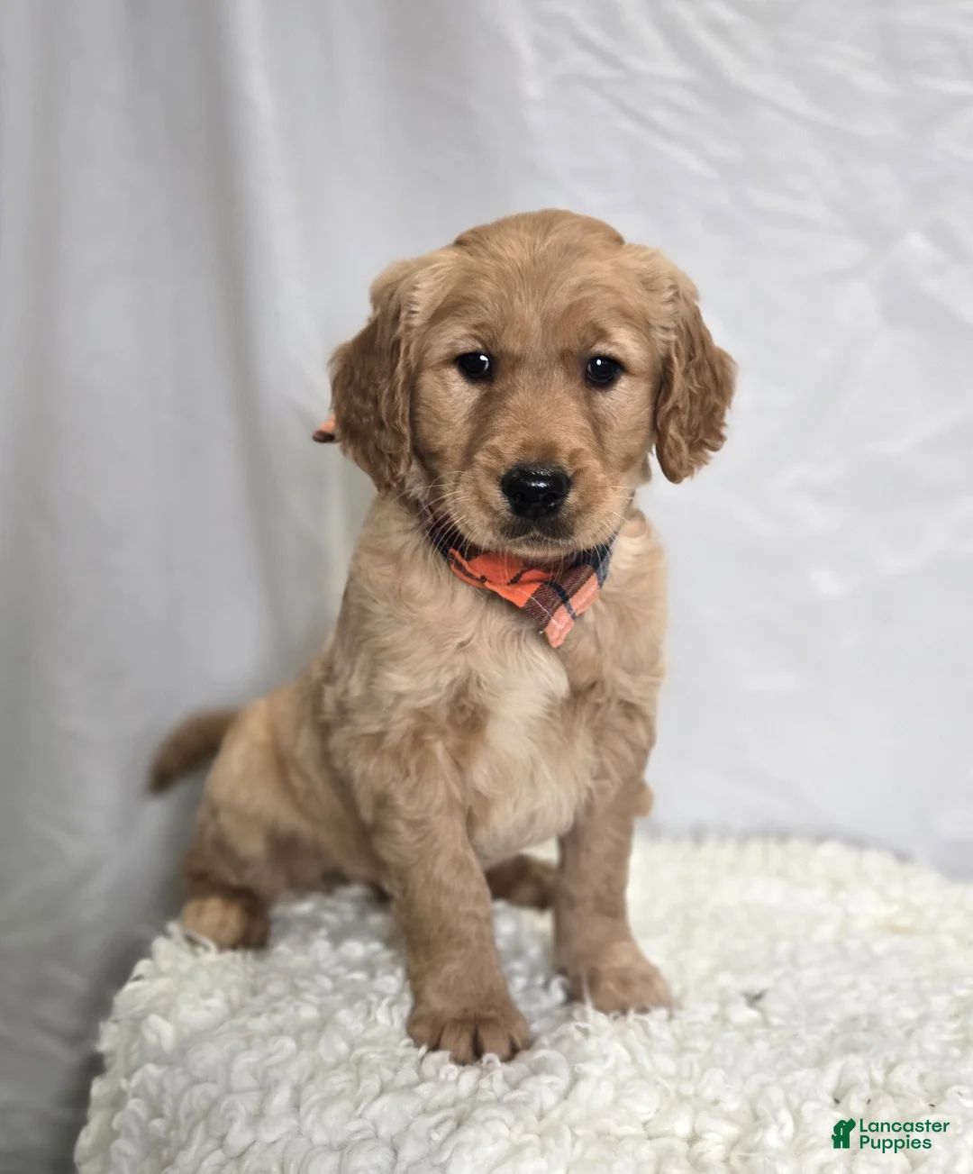 Golden Retriever dogs for sale: Pete - Ad 7
