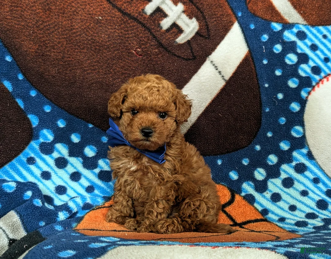Cavapoo dogs for sale: Norris Hypoallergenic - Ad 2