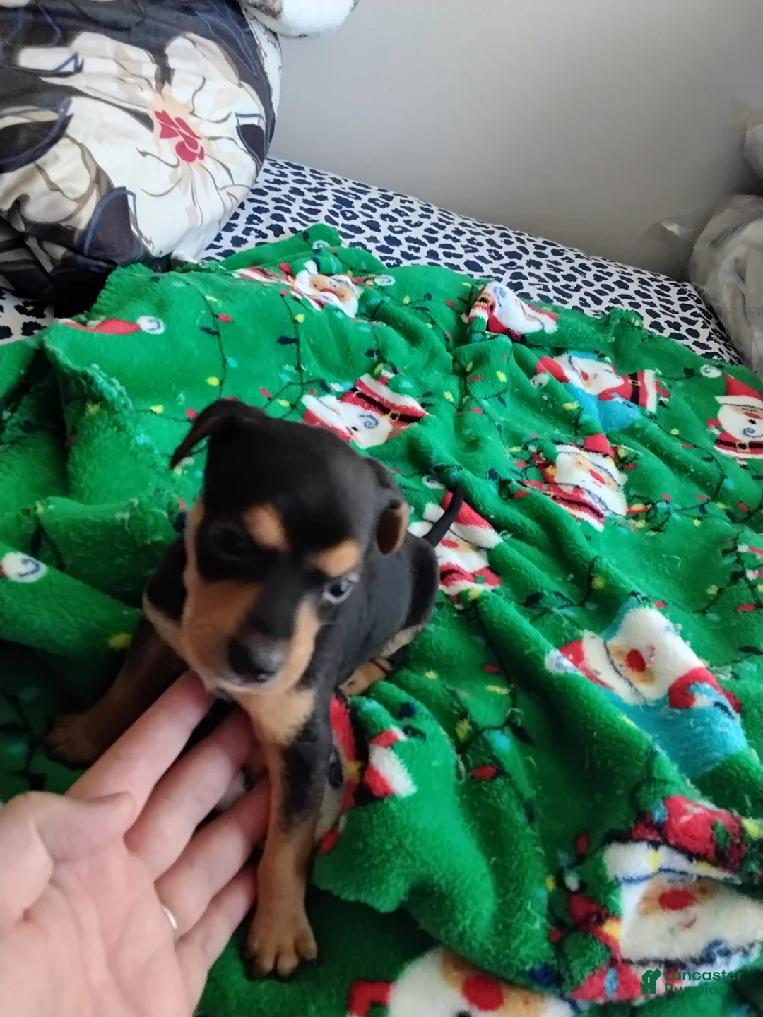 Mixed Breed dogs for sale: Rocko - Ad 2