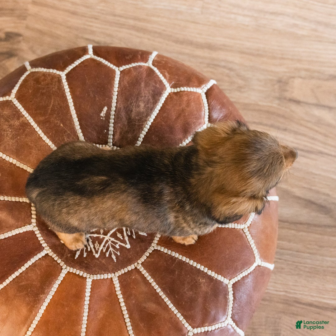 Dachshund dogs for sale: Slinky - CHRISTMAS PUPPY! - Ad 5