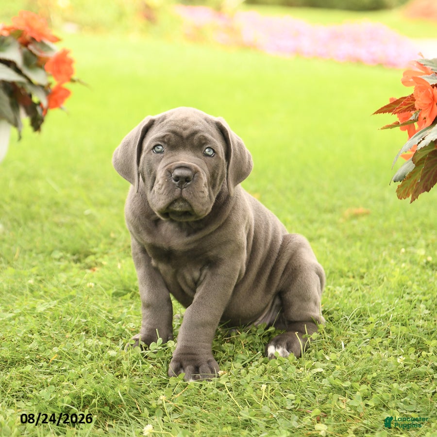 Cane Corso dogs Dallas - Ad 1