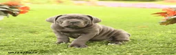 Cane Corso dogs for sale: Dallas - Ad 1