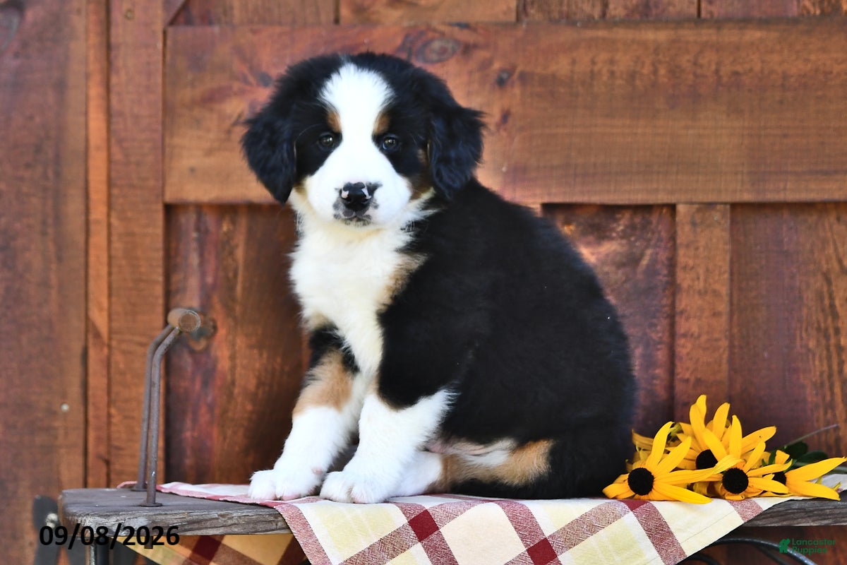 Mixed Breed dogs Randy - Ad 2