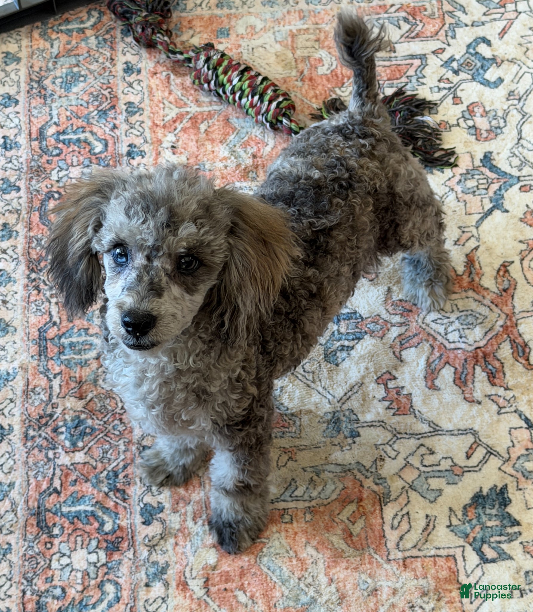 Toy Poodle dogs Puzzle - Ad 34