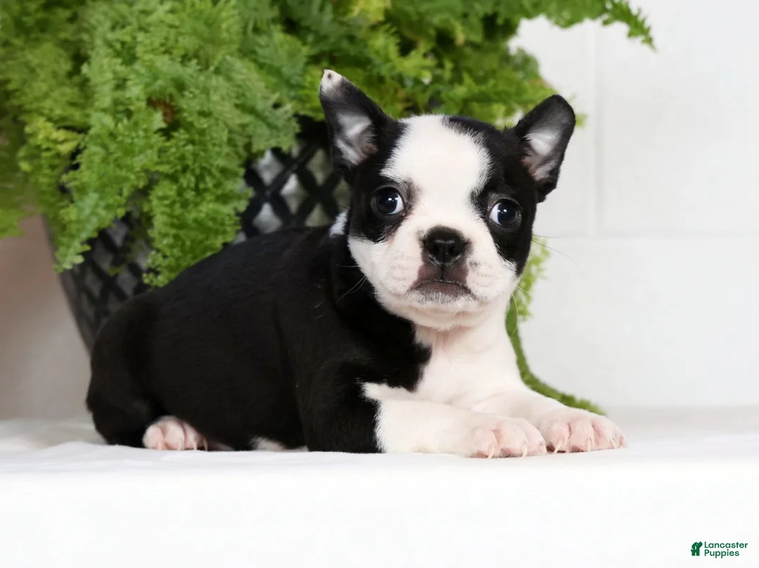 Boston Terrier dogs for sale: Misty - Ad 4