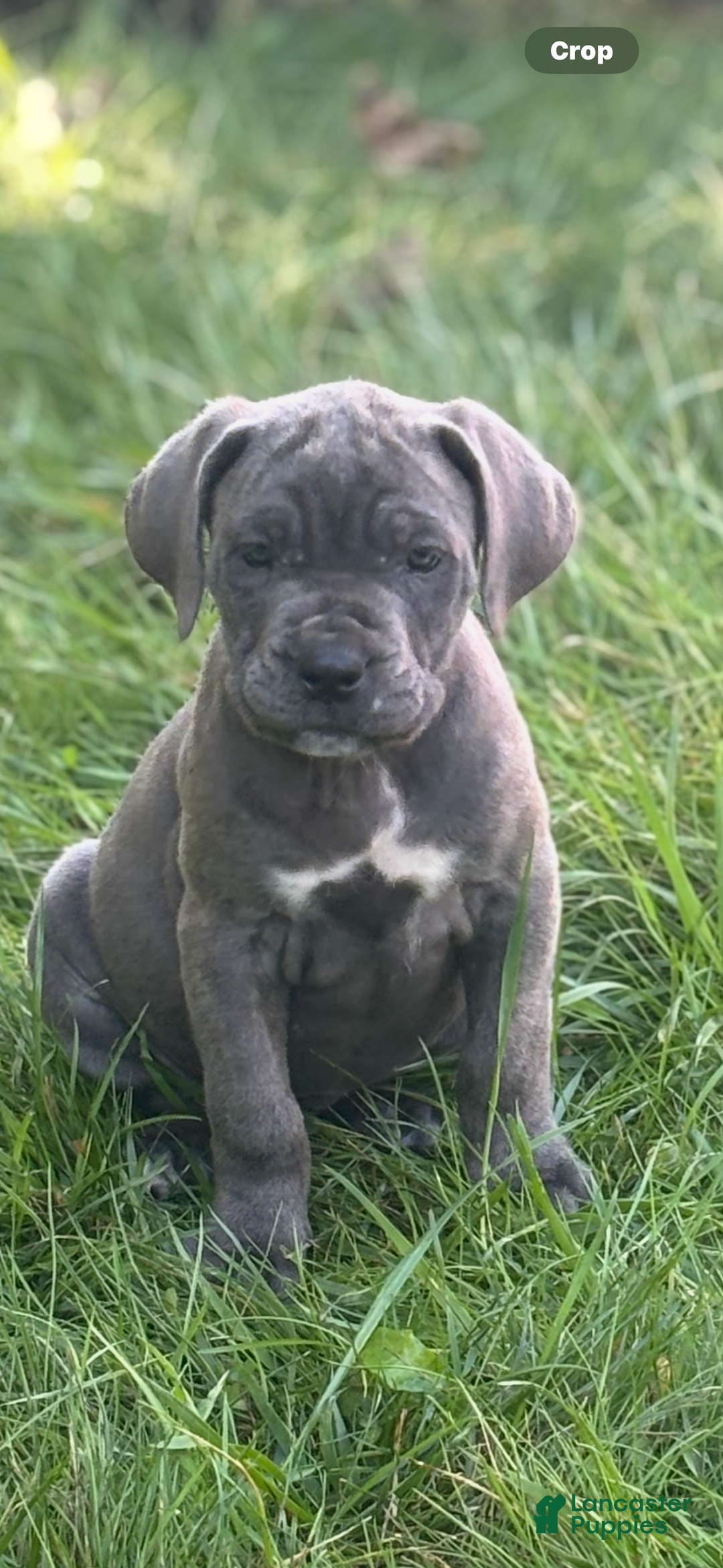 Cane Corso dogs for sale: Cane Corso Puppy 1 - Ad 1