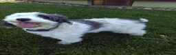 Mini Sheepadoodle dogs for sale: Polly - Ad 9