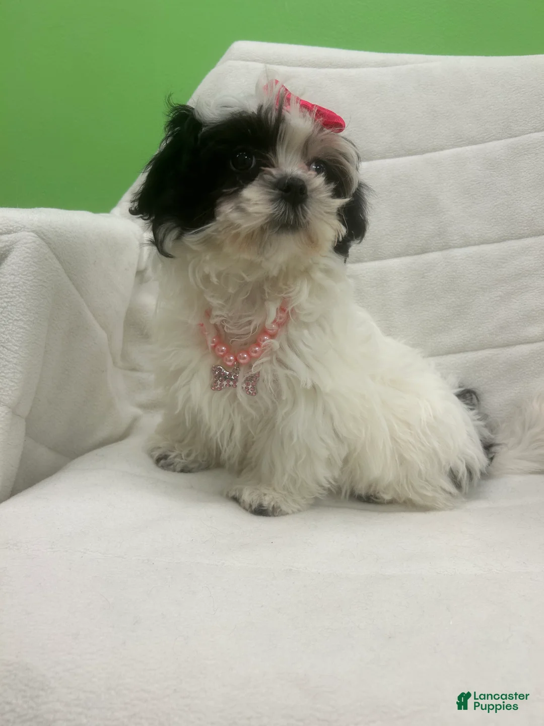 Malshi dogs for sale: Malshi Puppy 3 - Ad 2