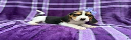 Beagle dogs for sale: Pooh - Ad 2