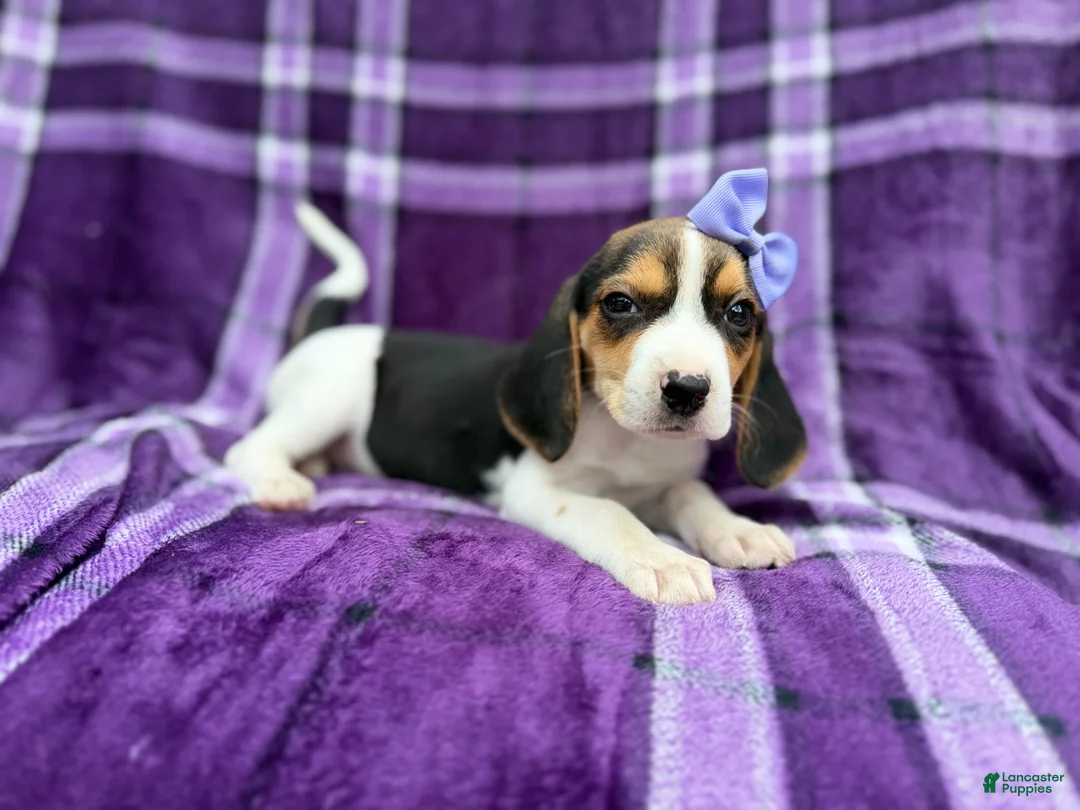 Beagle dogs for sale: Pooh - Ad 2