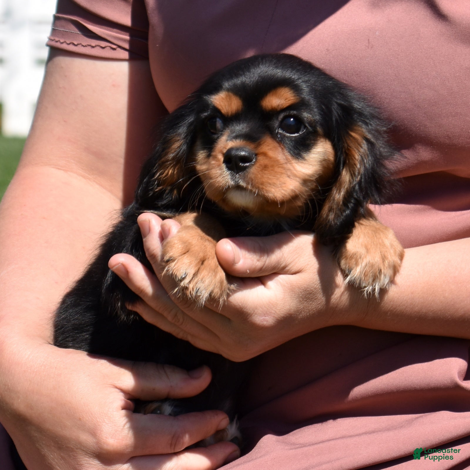 Cavalier King Charles Spaniel dogs Maple  - Ad 1