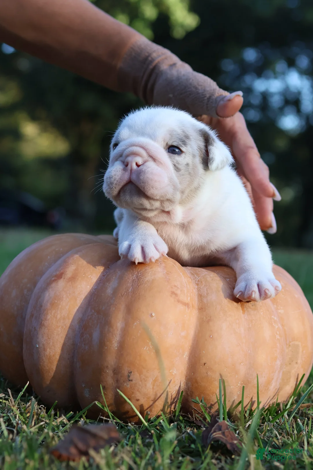 English Bulldog dogs for sale: Benny  - Ad 2