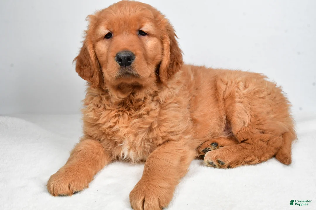 Golden Retriever dogs for sale: Archie - Ad 7