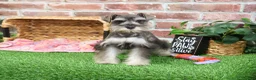 Miniature Schnauzer dogs for sale: Doris - Ad 11
