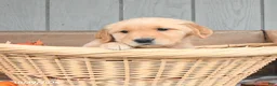 Golden Retriever dogs for sale: Wendy - Ad 1