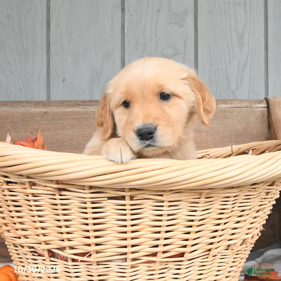 Golden Retriever dogs for sale: Wendy - Ad 1