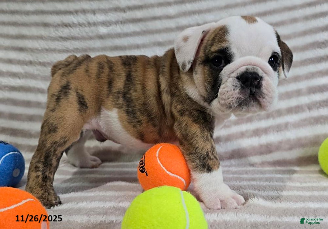 English Bulldog dogs for sale: Timmy - Ad 8