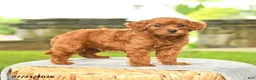 Miniature Poodle dogs for sale: Konrad - Ad 2