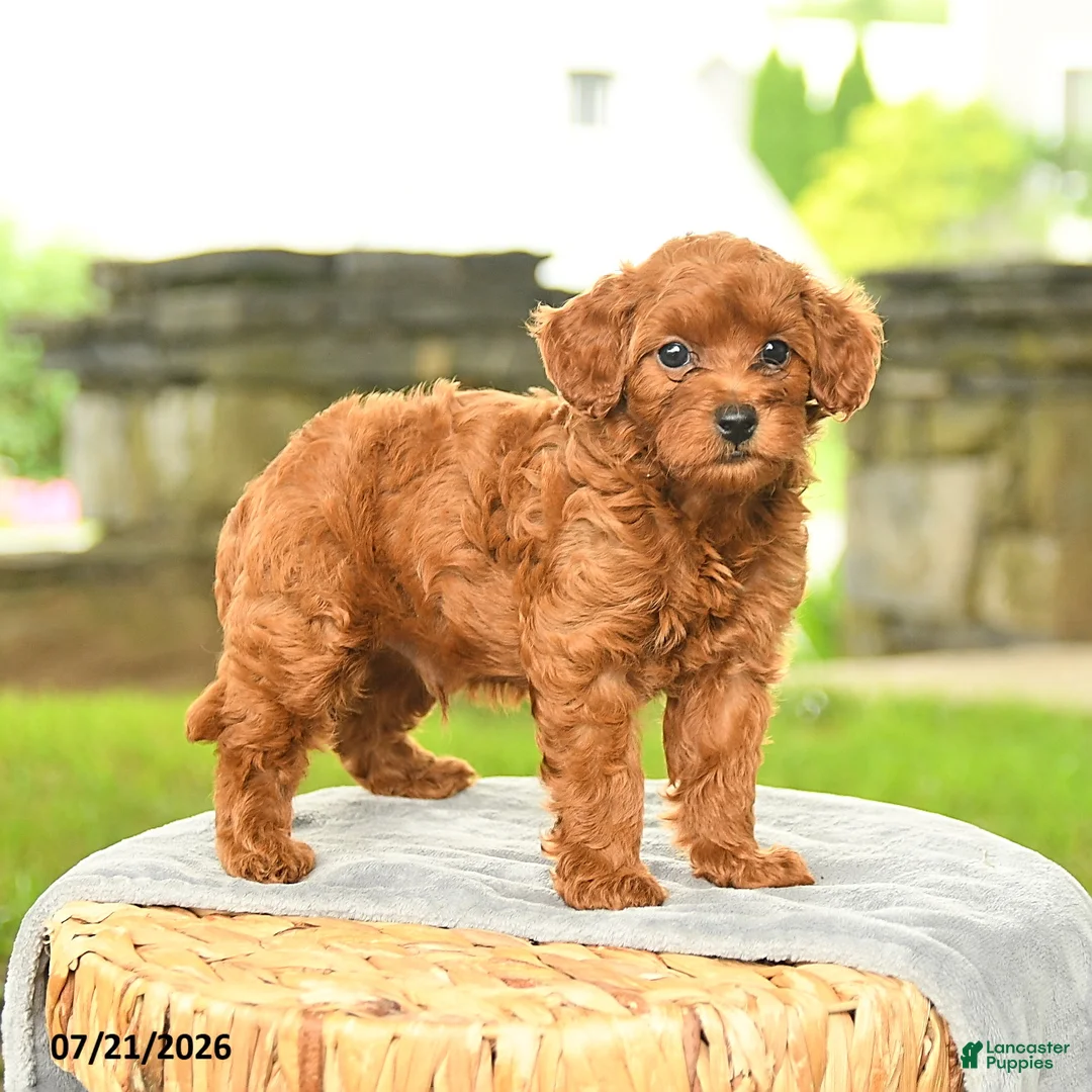 Miniature Poodle dogs for sale: Konrad - Ad 2
