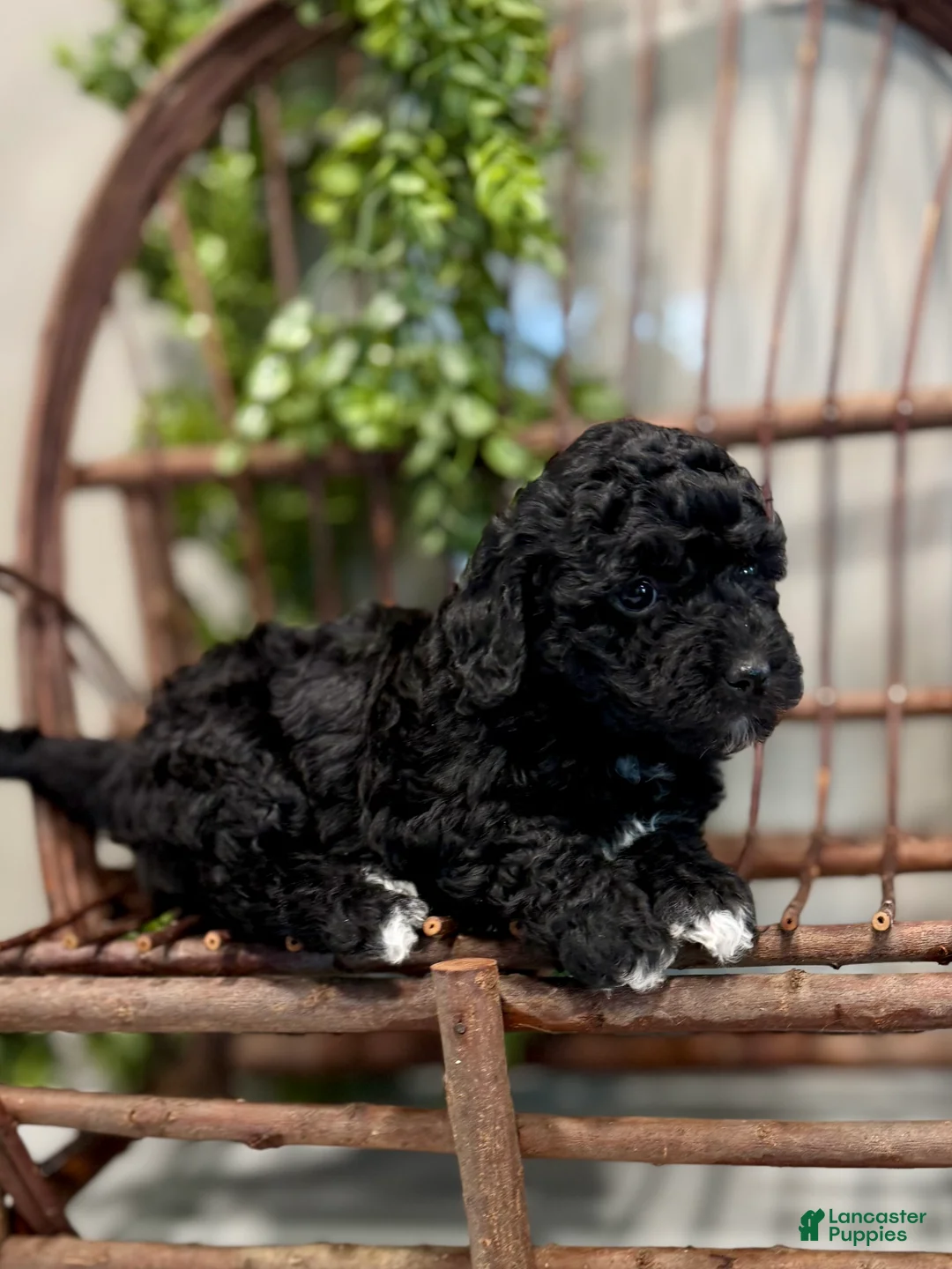 Mini Goldendoodle dogs for sale: Oakley - Ad 6