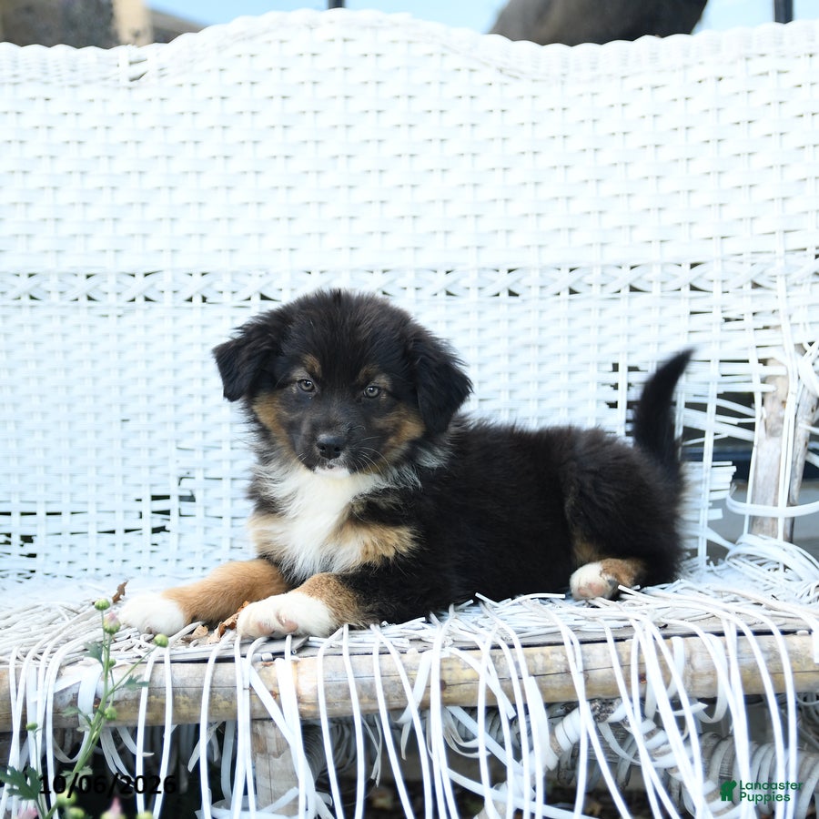 Australian Shepherd dogs Sage - Ad 2