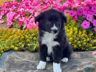 Mixed Breed dogs - Ad 25