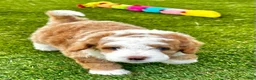 Mixed Breed dogs for sale: Red/Apricot-Blonde Micro Bernedoodle - Ad 5