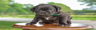 Yosemite Jug Puppy
