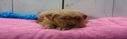 Golden Retriever dogs for sale: Piper - Ad 3