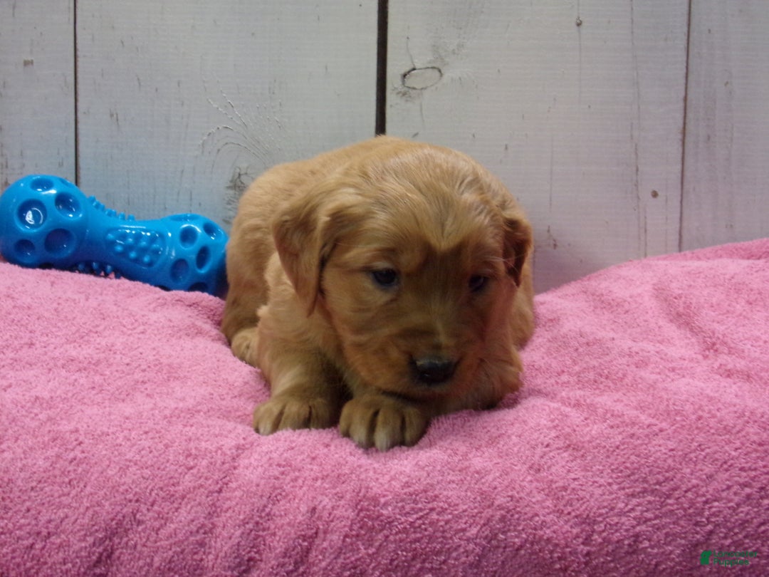 Golden Retriever dogs for sale: Piper - Ad 3