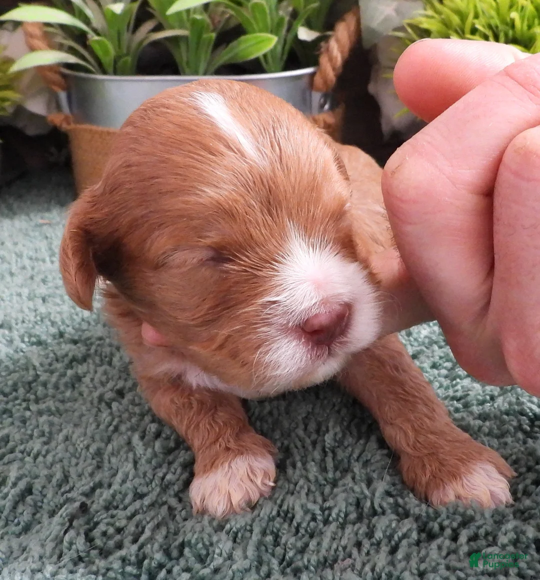 Cavapoo dogs for sale: Cavapoo #2 Male - Ad 2