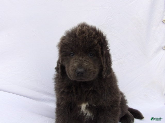 Newfoundland dogs Jasmine - Ad 1