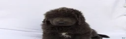 Newfoundland dogs for sale: Newfoundland Puppy 4 - Ad 4