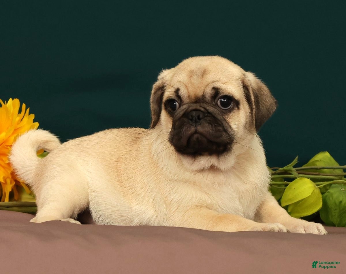Pug dogs Taco - Ad 2