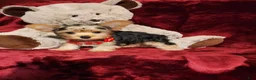 Yorkshire Terrier dogs for sale: *LOKI* - Ad 4