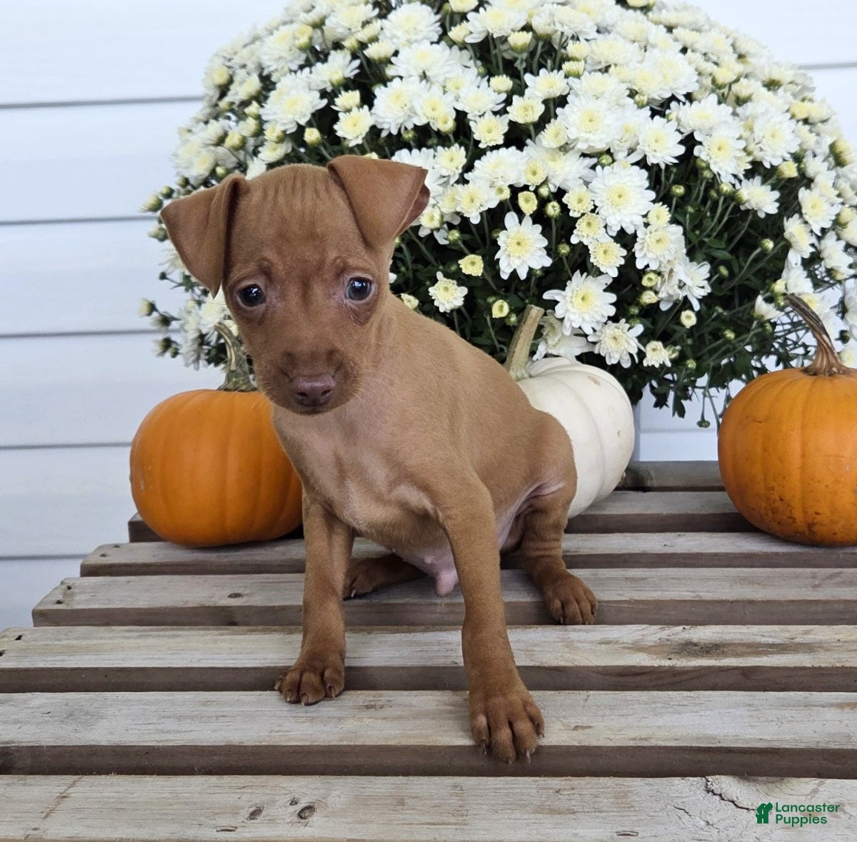 Miniature Pinscher dogs Lonnie - Ad 1
