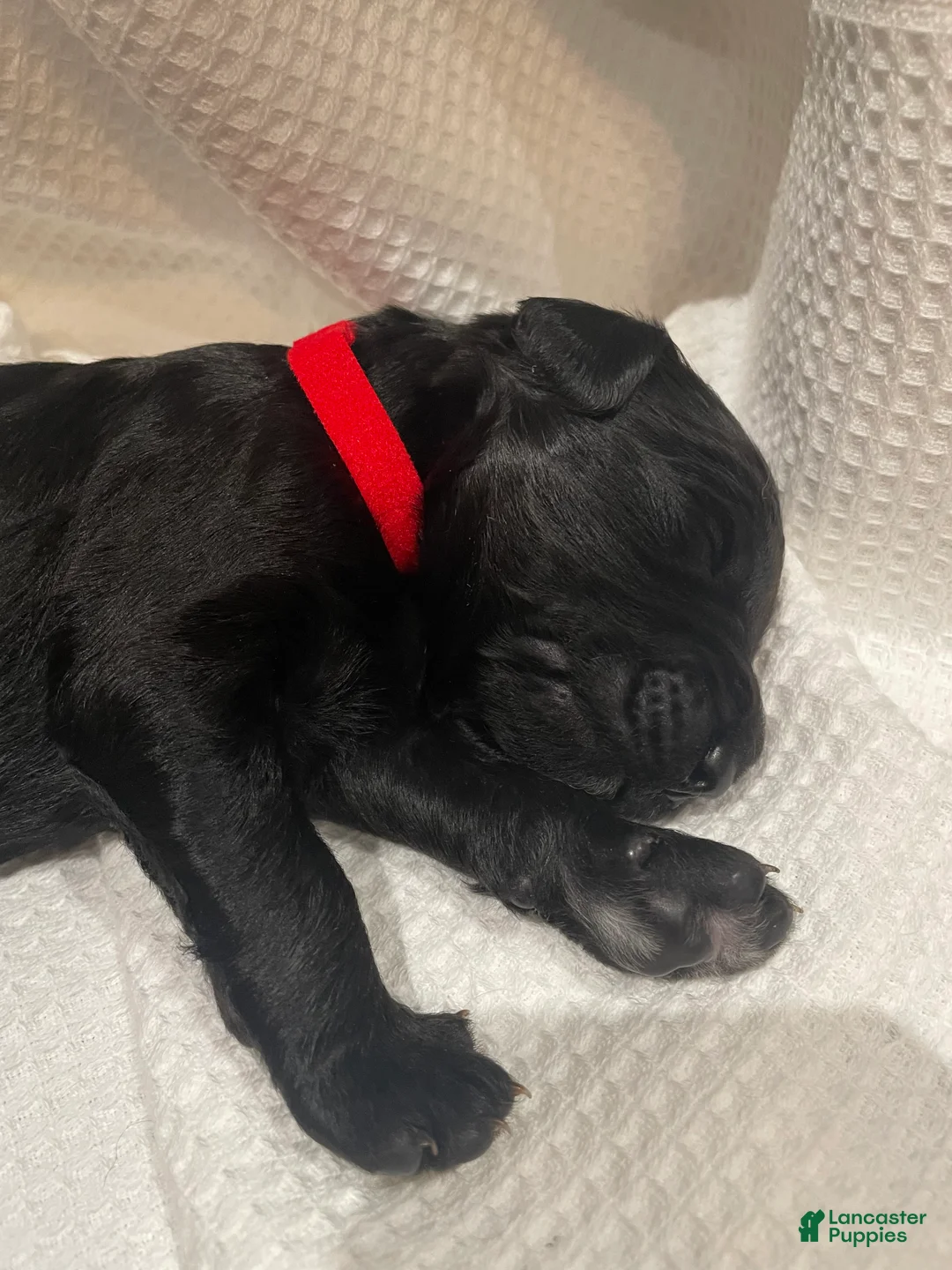 Goldendoodle dogs for sale: Goldendoodle 5 - Ad 2
