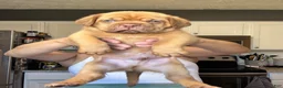 Dogue De Bordeaux dogs for sale: Dogue De Bordeaux Puppy 5 - Ad 13