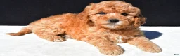 Mini Goldendoodle dogs for sale: Theo - Ad 9